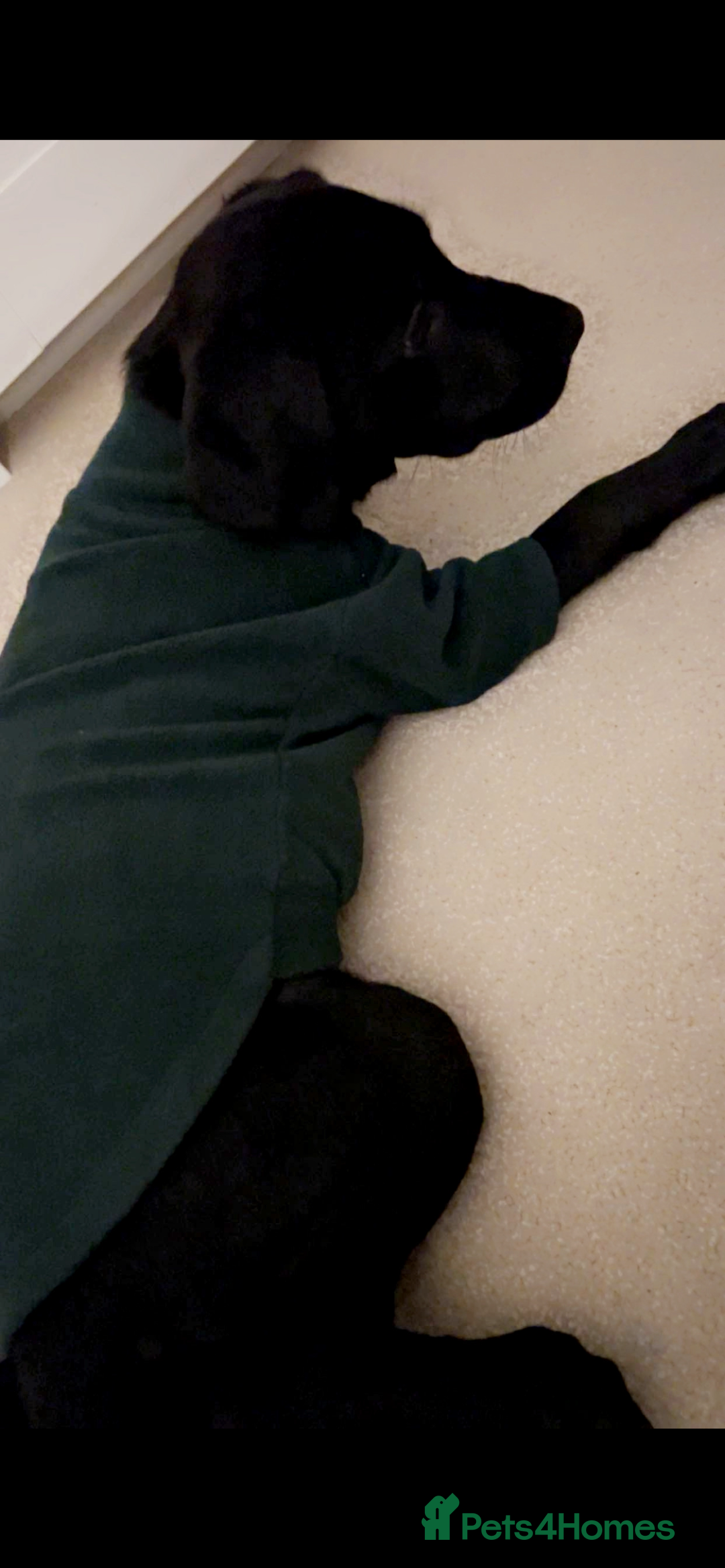 Labrador Retriever dogs for sale: Beautiful Lab looking for forever home - Image 2