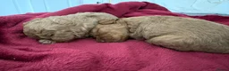 Cockapoo dogs for sale: Beautiful miniature cockapoo puppies  - Advert 3