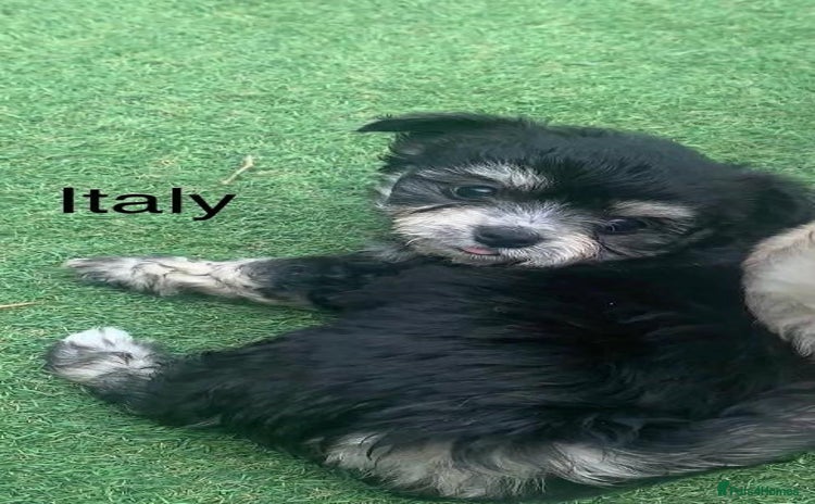 Malshi dogs - Advert 1