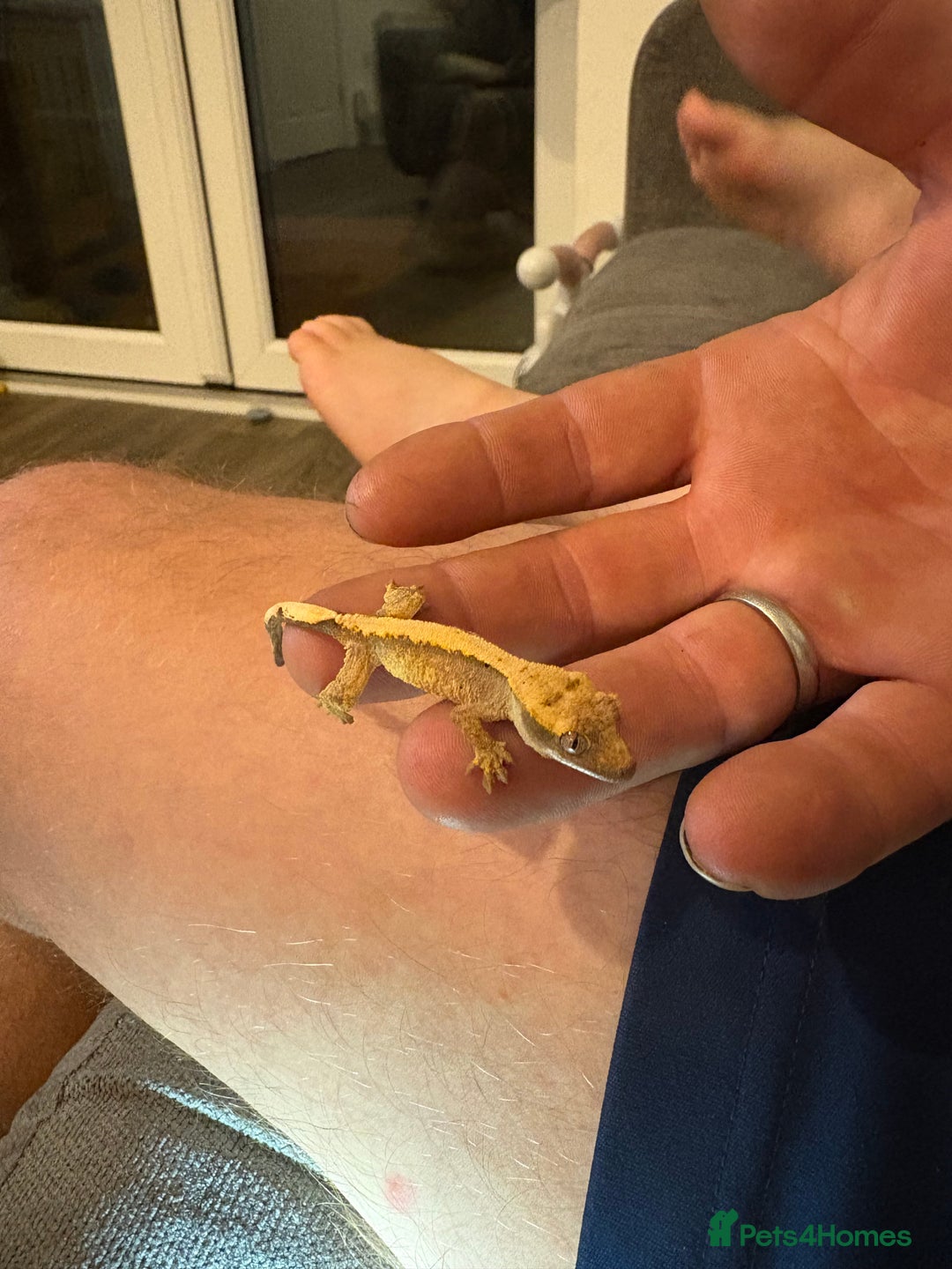 Gecko reptiles for sale: Pinstripe harleyquin crested geckos  - Image 2