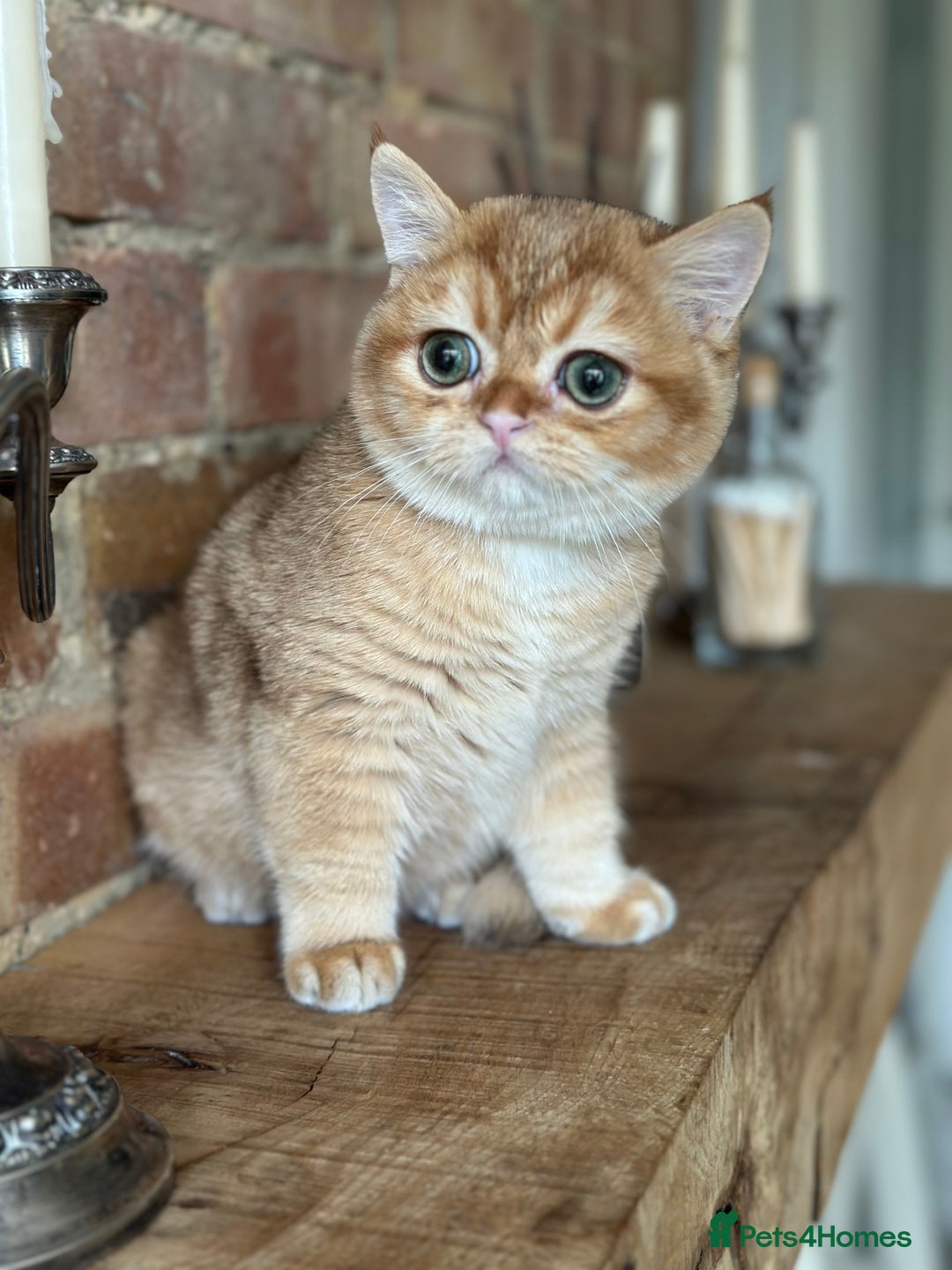British Shorthair cats for sale: BSH golden kittens - Image 9