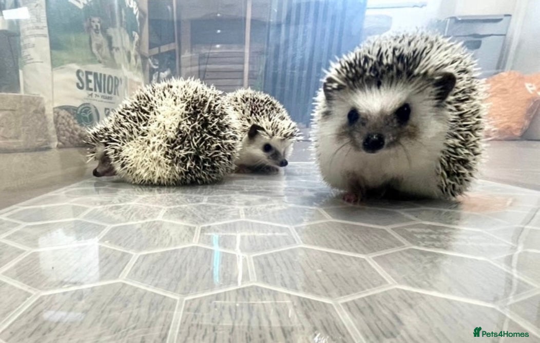 Pygmy Hedgehog rodents Young, Sweet, Friendly, African Pygmy Hedgehogs  - Advert 1