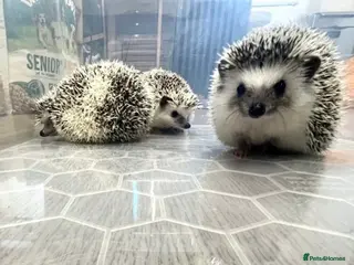 Pygmy Hedgehog rodents for sale: Young, Sweet, Friendly, African Pygmy Hedgehogs - Advert 2