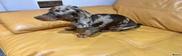 Miniature Dachshund dogs for sale:  Four Stunning Miniature Dachshund Puppies - Advert 3