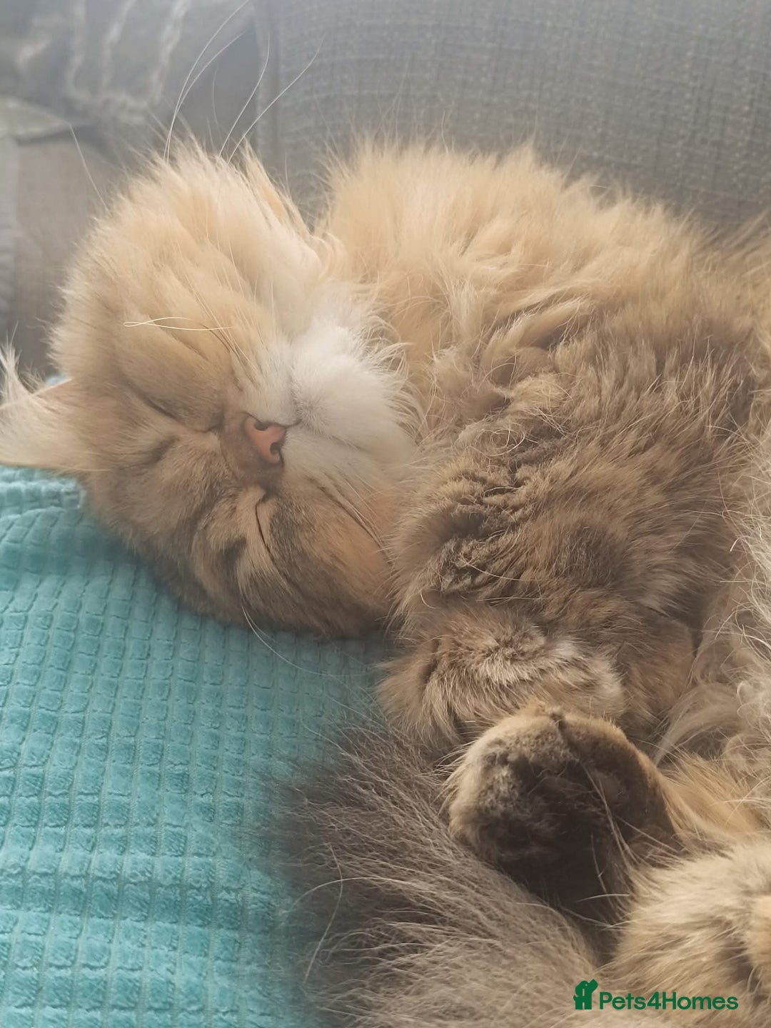 Persian cats for stud: Stud duties: pedigree Persian (Traditional) - Image 5