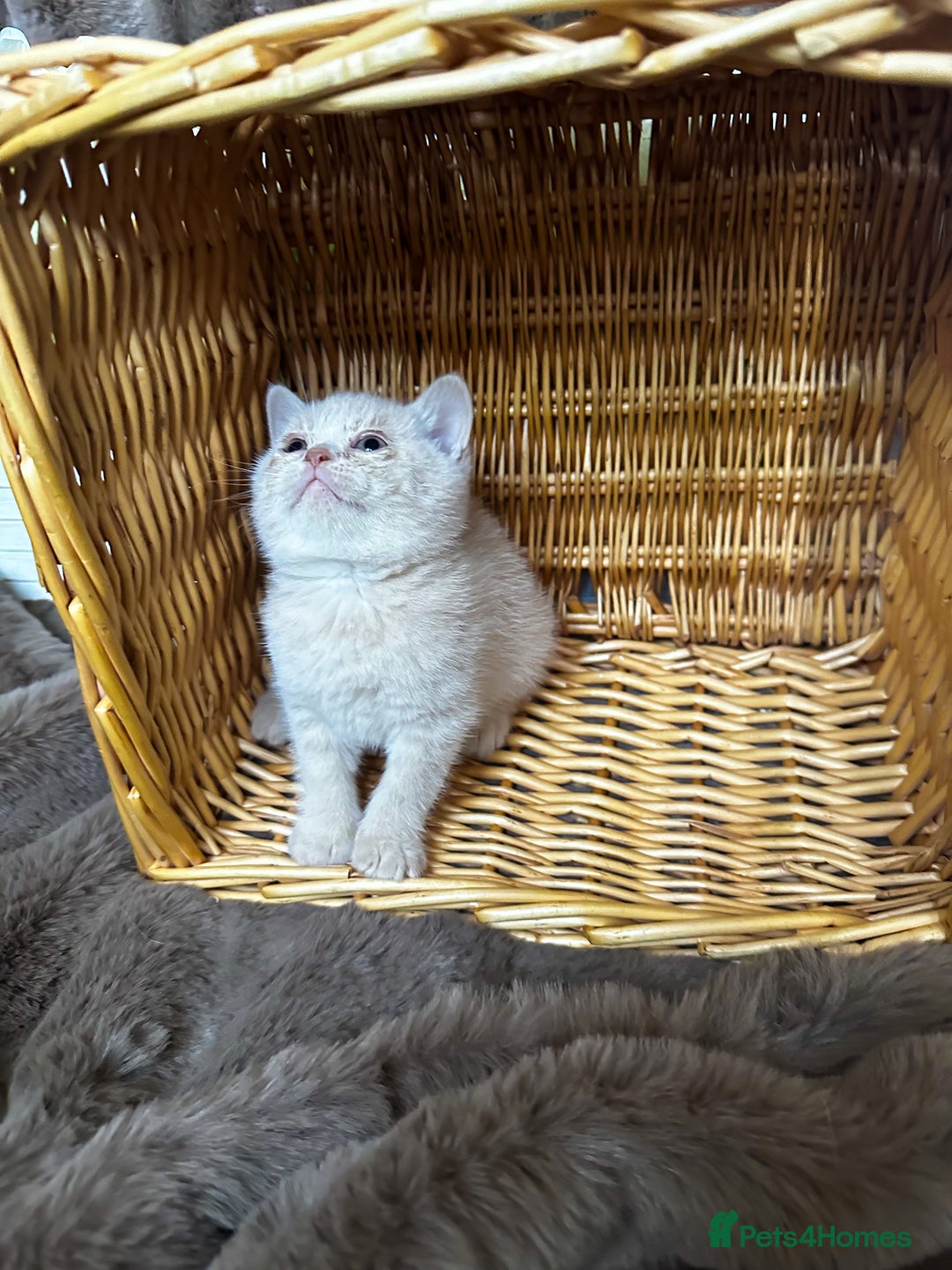 British Shorthair cats for sale: Tica reg 🌈 10colours British shorthair kittens  - Image 24