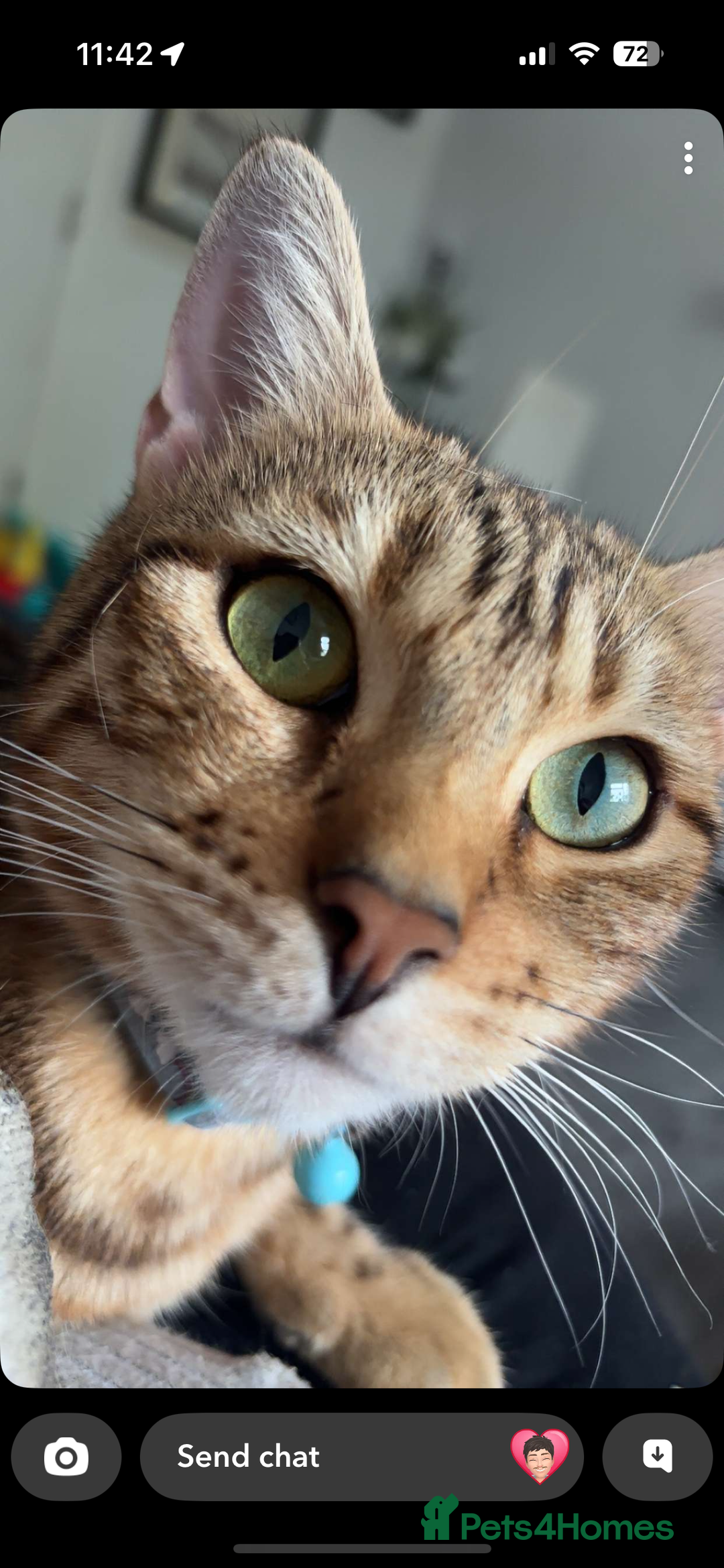 Bengal cats for sale: Bengal female  - Advert 5