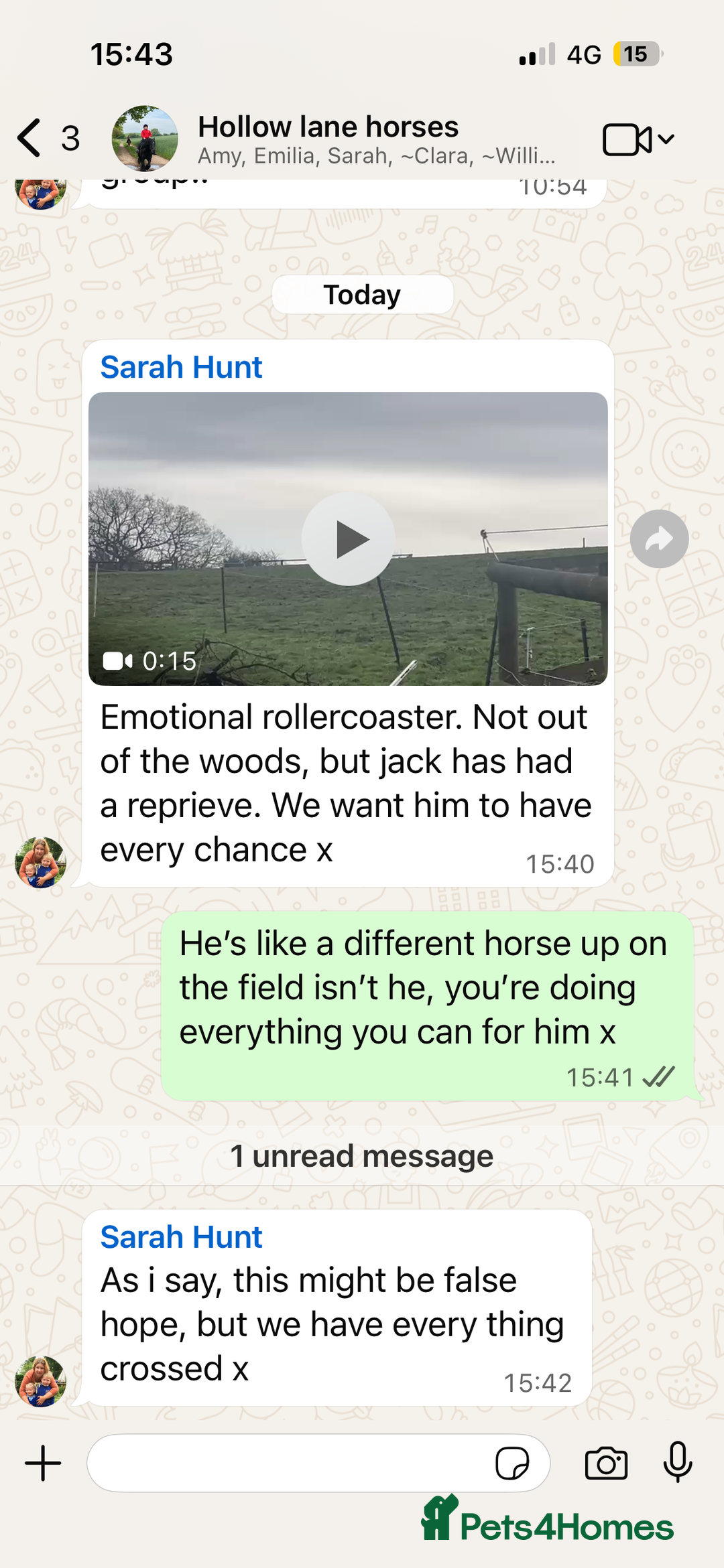 Mixed Breed cats for sale: 3 kittens for Sale  - Advert 5