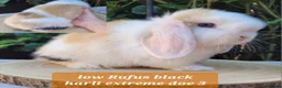 Mini Lop rabbits for sale: Beautiful pure bred mini lops - Advert 5