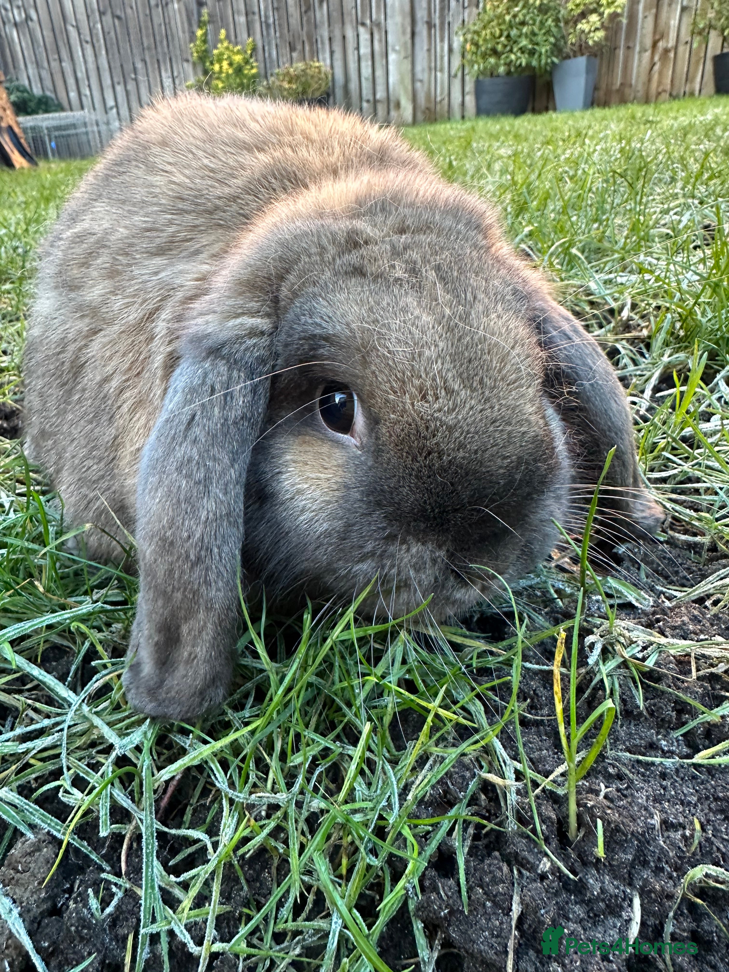 French Lop rabbits French Lop Male Rabbits For Sale  - Advert 4