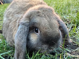 French Lop rabbits French Lop Male Rabbits For Sale - Advert 4