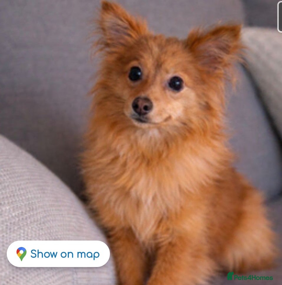 Pomeranian dogs 1 year old pomeranian  - Advert 1