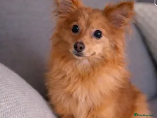 Pomeranian dogs 1 year old pomeranian - Advert 1