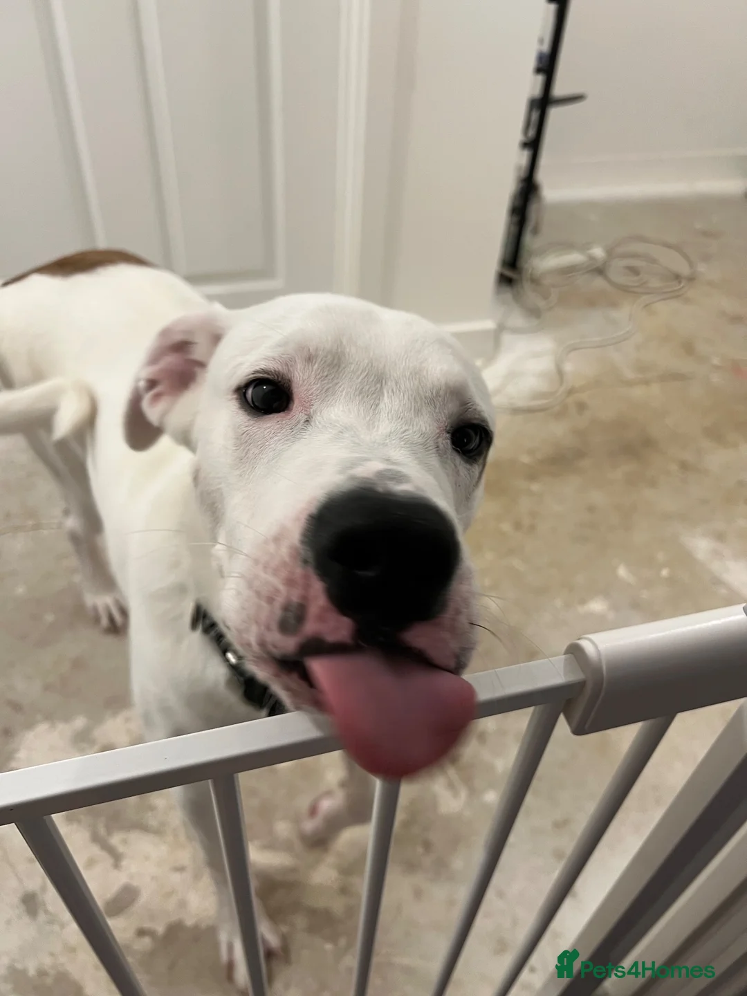 Mixed Breed dogs for sale: 5 month old male in Princes Risborough - Advert 8