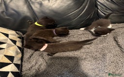 British Shorthair cats for sale: Stunning British Shorthair X Kittens  - Image 18