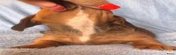 Dachshund dogs for sale: Long & Short haired Sable crea Dachshund puppies  - Advert 7
