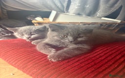British Shorthair cats for sale: BSH BLUE/Grey kittens 2 gorgeous boys available - Image 19