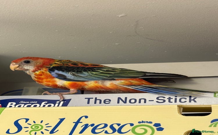 Parrots birds - Advert 3