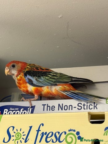 Parrots birds - Advert 16