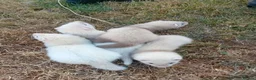 Ferret rodents for sale: Ferret kits - Advert 3