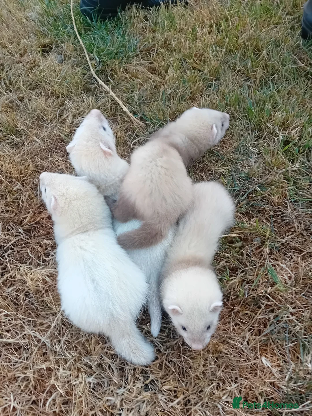 Ferret rodents for sale: Ferret kits - Advert 3