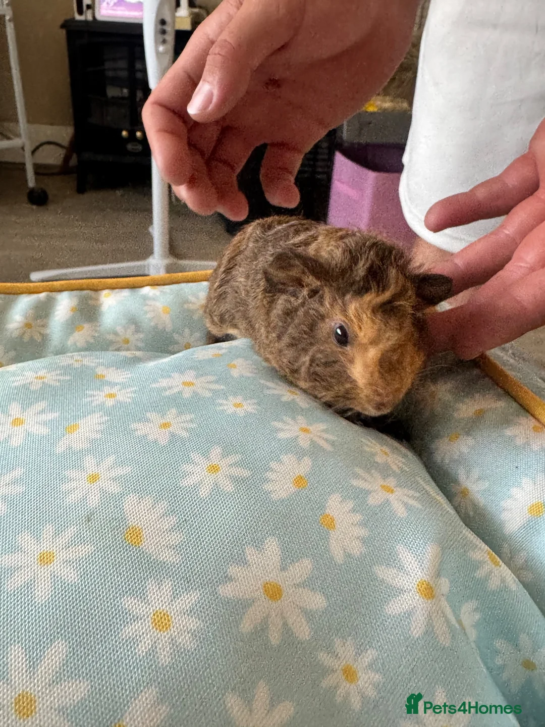 Guinea Pig rodents for sale: 2 male guinea pigs bonded pair  - Advert 6