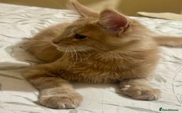 Maine Coon cats for sale: Last Ginger Boy Pure Mainecoon! - Image 18