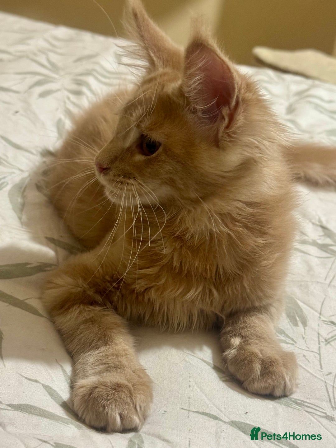 Maine Coon cats for sale: Last Ginger Boy Pure Mainecoon! - Image 18