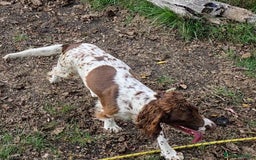 Sprocker dogs for sale: 2 beautiful boys left! 🥰 - Image 2