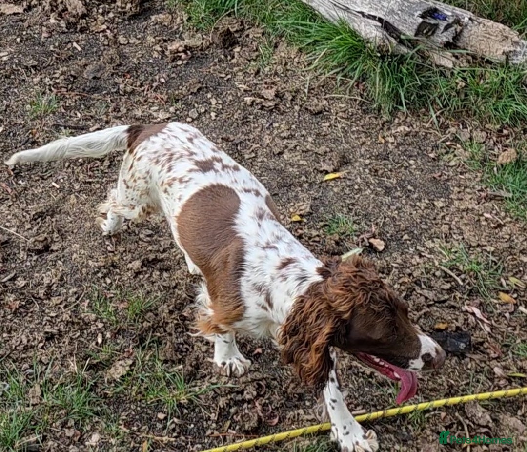 Sprocker dogs for sale: 2 beautiful boys left! 🥰 - Image 2