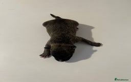 English Bull Terrier dogs for sale: Champion line EBT Puppies - Image 34