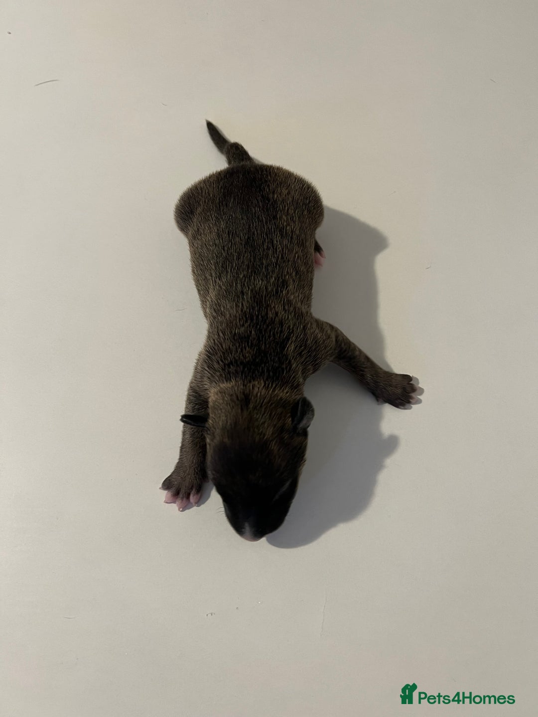 English Bull Terrier dogs for sale: Champion line EBT Puppies - Image 34