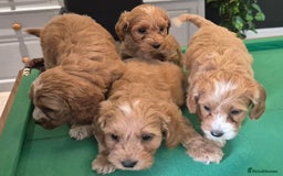Cockapoo dogs for sale: Cockapoo - Image 10