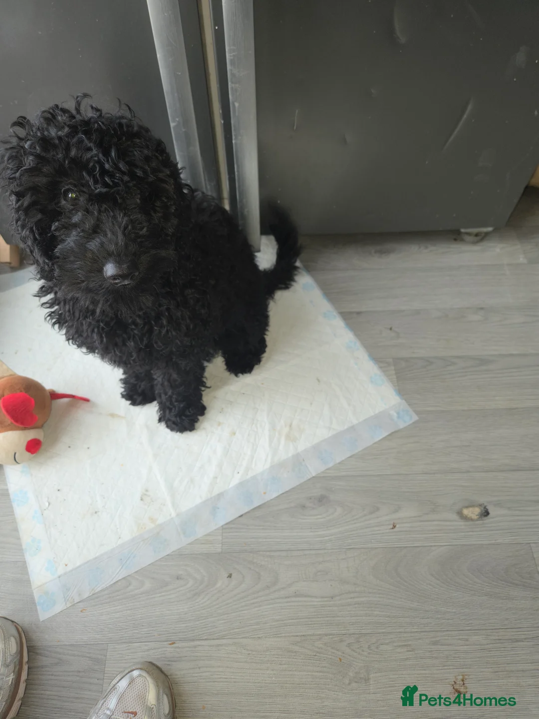 Cockapoo dogs for sale: Back f1b cockapoo - Advert 2