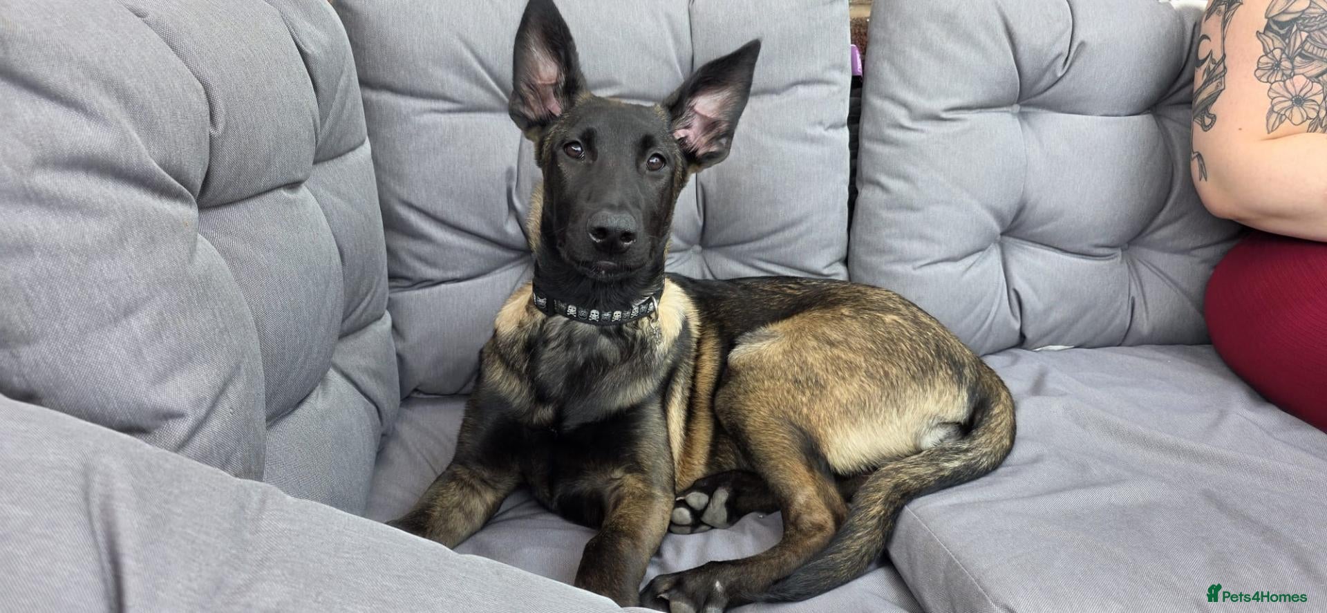 Belgian Shepherd Dog dogs Raven Belgian Malinois  - Advert 3