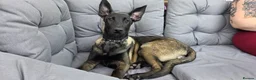Belgian Shepherd Dog dogs for sale: Raven Belgian Malinois  - Advert 4