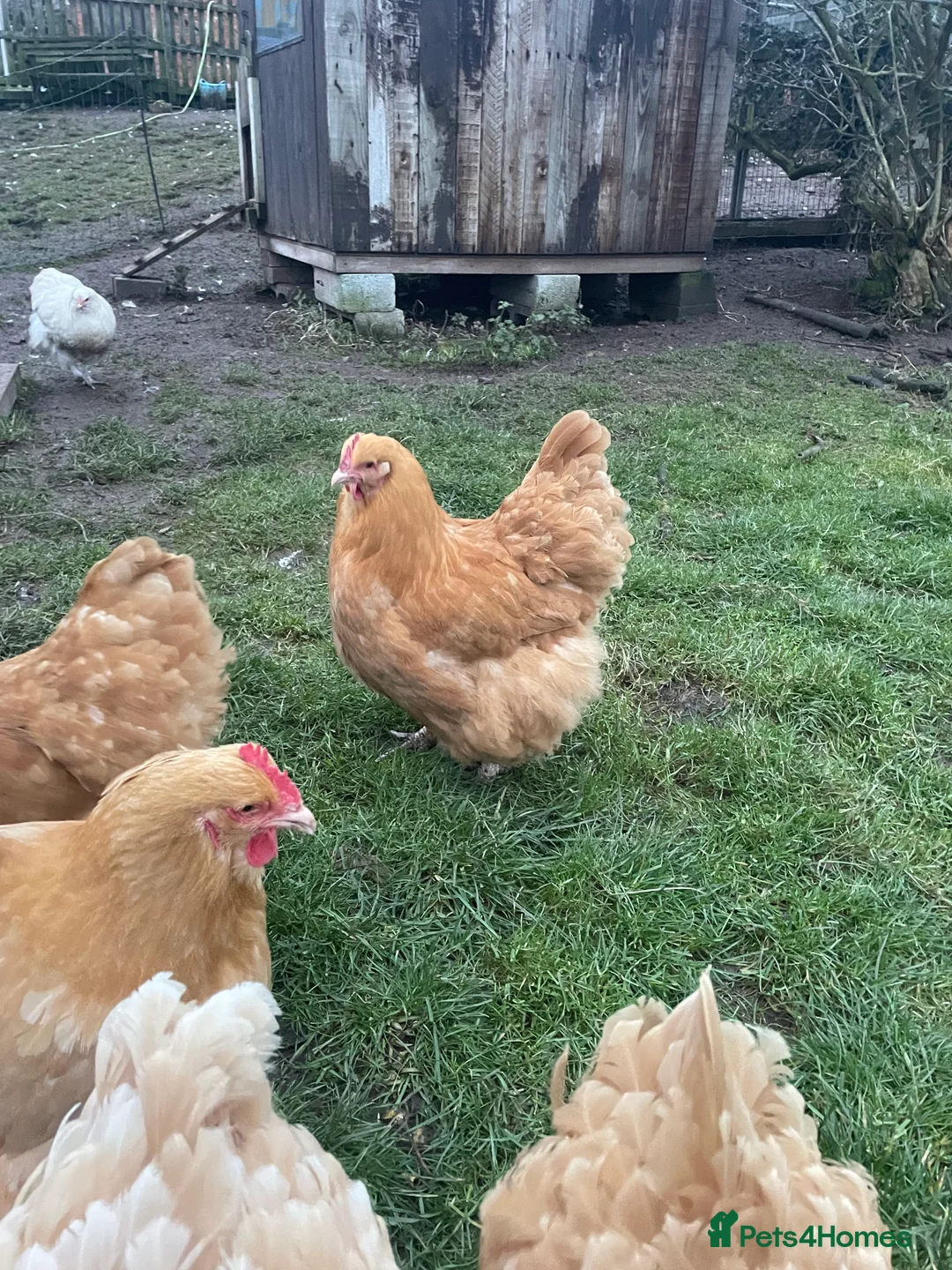 Chickens poultry for sale: Pure Bred Buff Orpington Pullets - Advert 2
