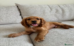 Cocker Spaniel dogs for sale: 14 Week Old Cocker Spaniel Puppy - Image 2