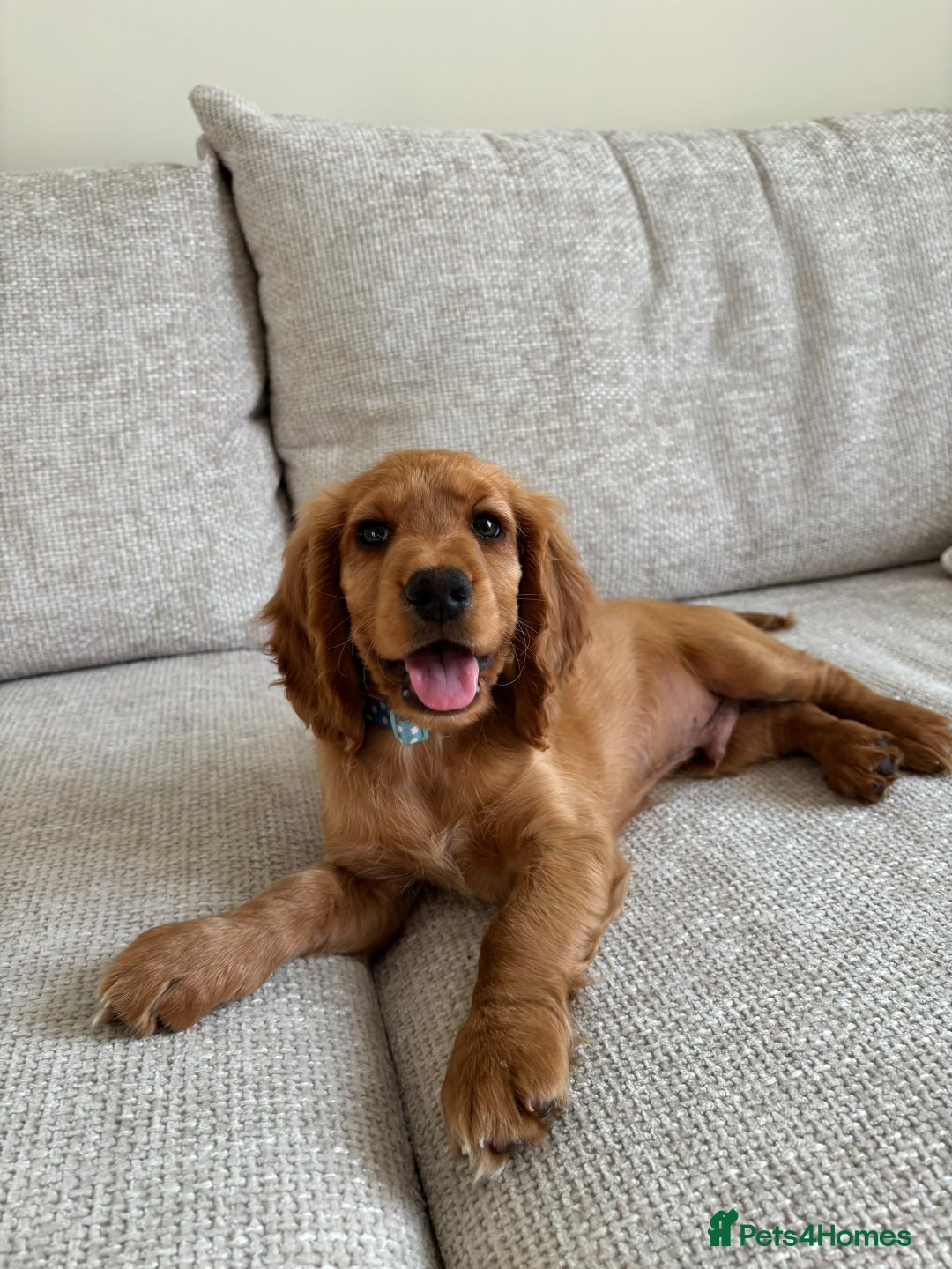 Cocker Spaniel dogs for sale: 14 Week Old Cocker Spaniel Puppy - Image 2