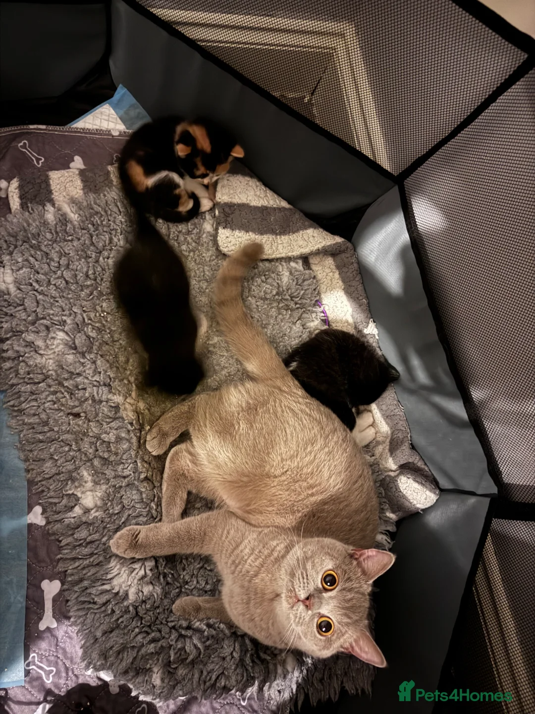 Mixed Breed cats for sale: 3 BSH X domestic cats  - Advert 15
