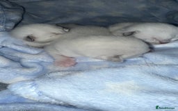 Ragdoll cats for sale: Stunning Blue Colourpoint Mitted Ragdoll kittens - Image 6