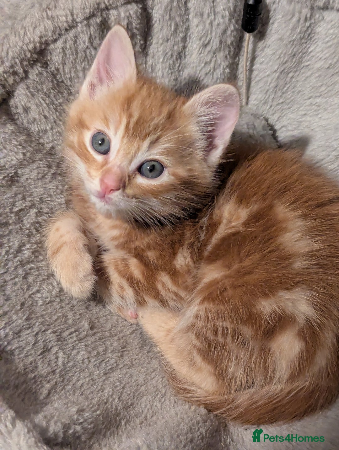 Mixed Breed cats for sale: Gorgeous ginger boys - Advert 9