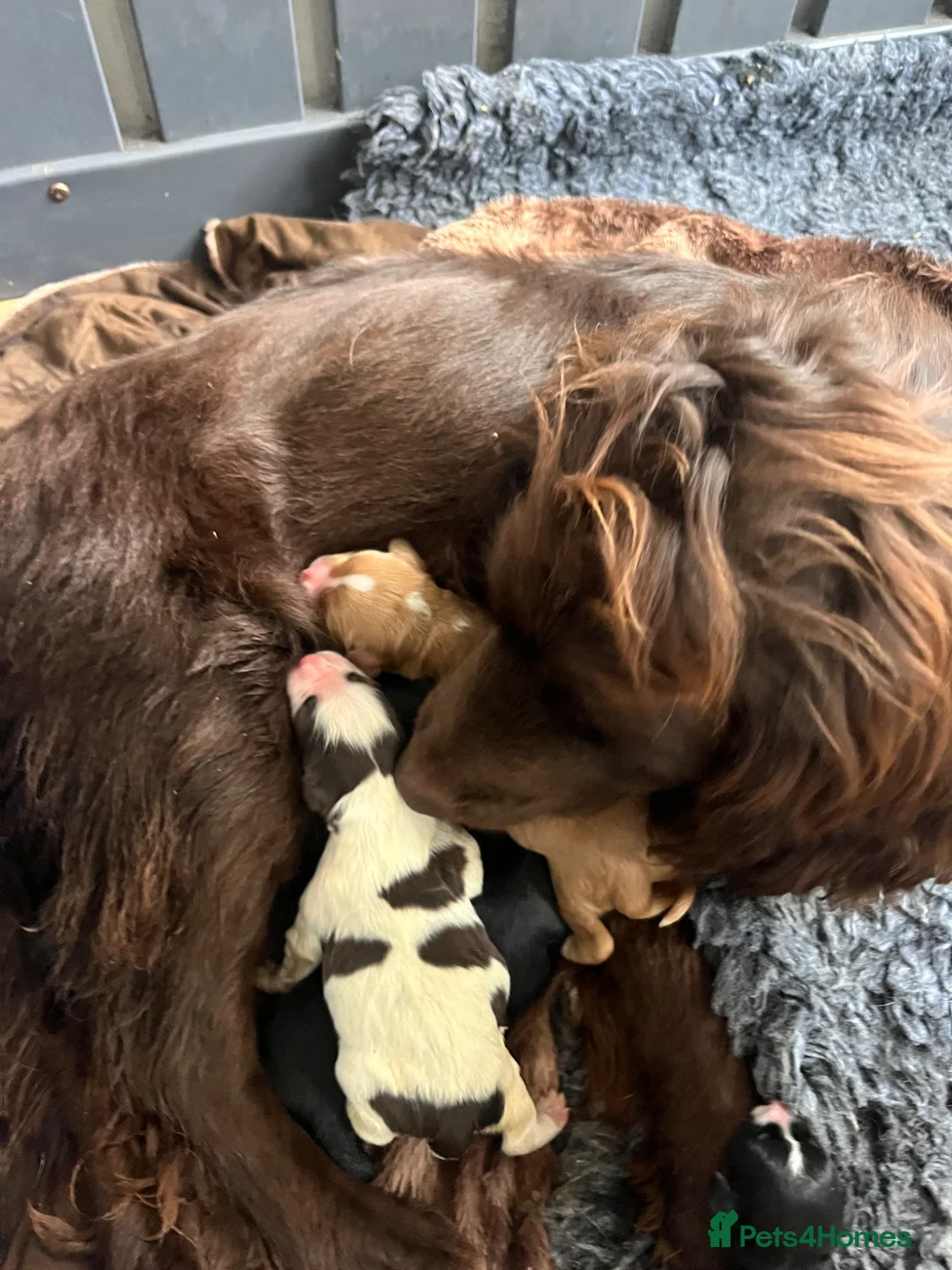 Cocker Spaniel dogs for sale: Outstanding cocker spaniel puppies - Advert 8