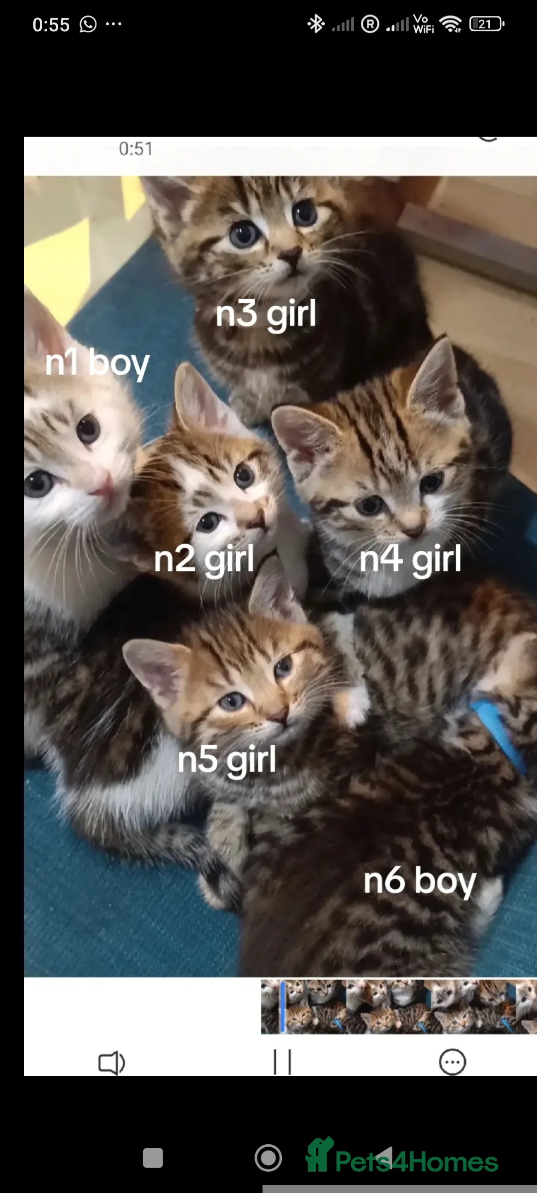 Toybob cats for sale: cat kittin  - Advert 4