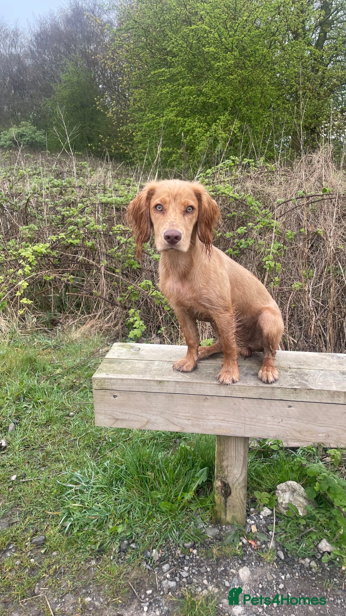 Cocker Spaniel dogs 7 month old cocker spaniel male  - Advert 4