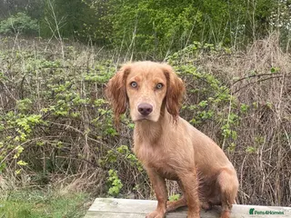 Cocker Spaniel dogs 7 month old cocker spaniel male - Advert 11