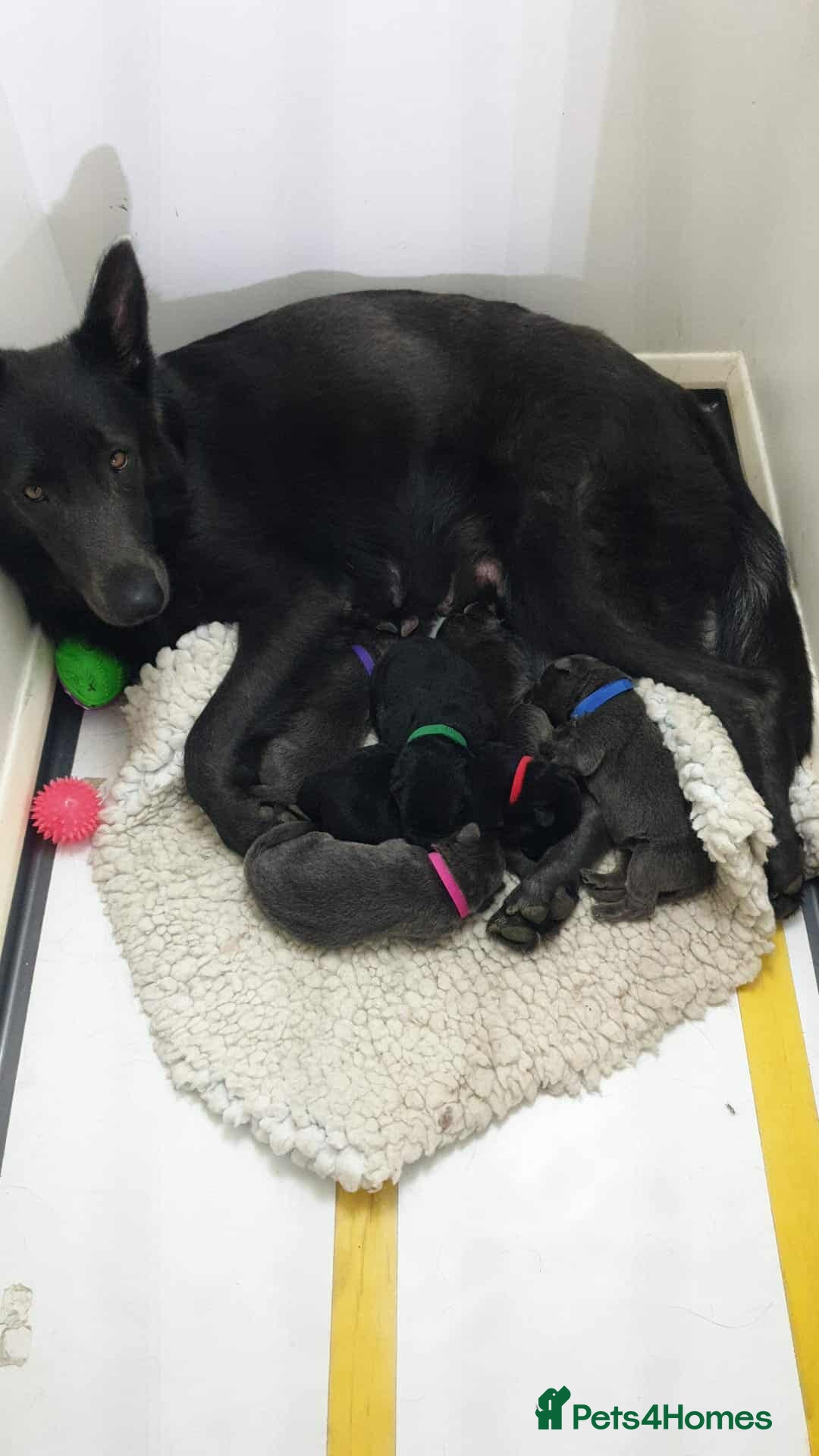 German Shepherd dogs Rare Blue German Shepherd Puppies Blue,Grey & Gold - Advert 8