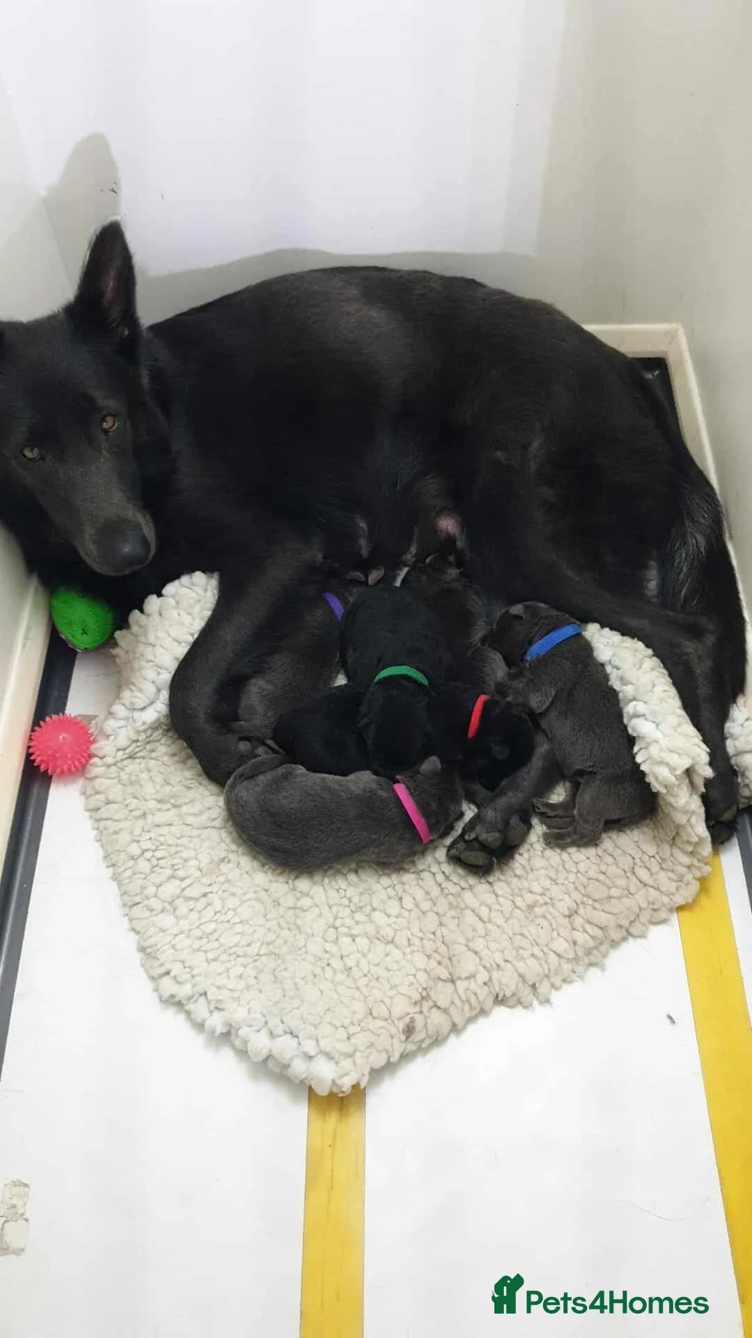 German Shepherd dogs for sale: Rare Blue German Shepherd Puppies Blue,Grey & Gold - Advert 1