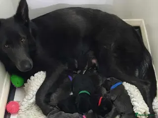 German Shepherd dogs Rare Blue German Shepherd Puppies Blue,Grey & Gold - Advert 8