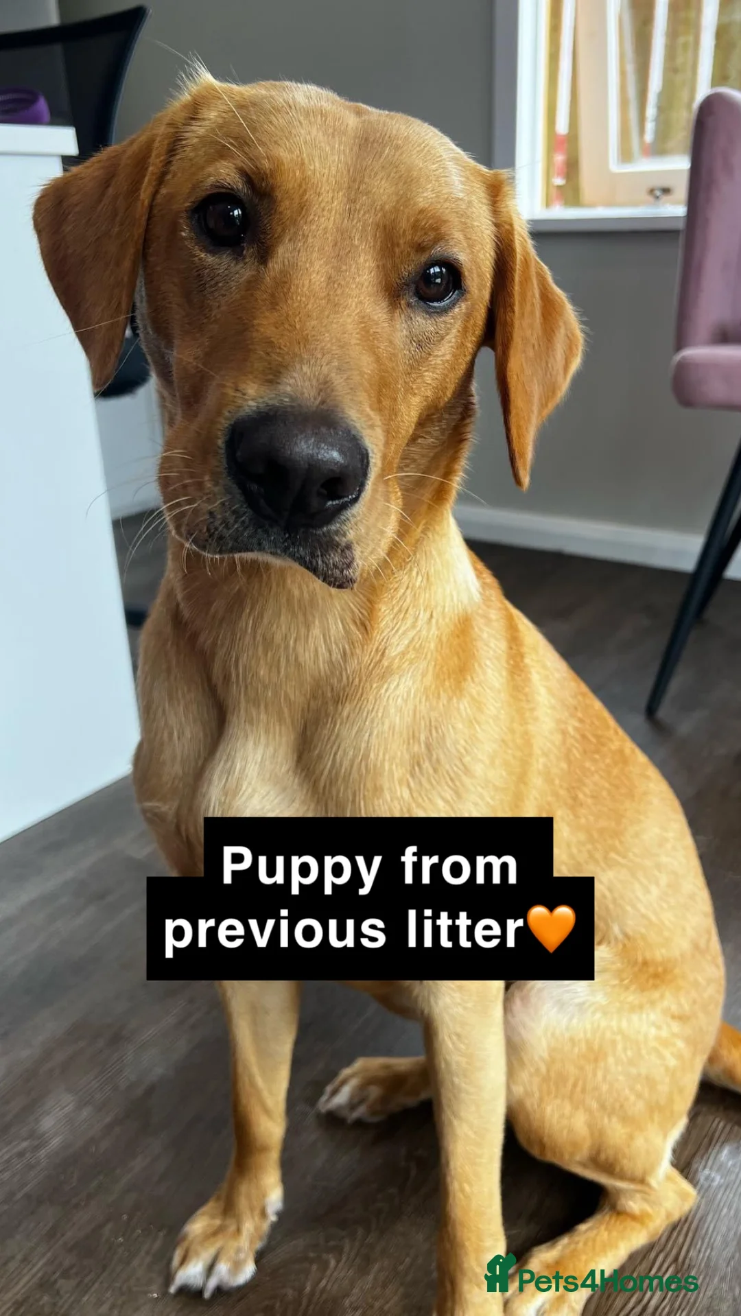 Labrador Retriever dogs for stud: 🌟 Kennel Club Registered Proven Labrador Stud 🌟 in Dundee - Advert 10